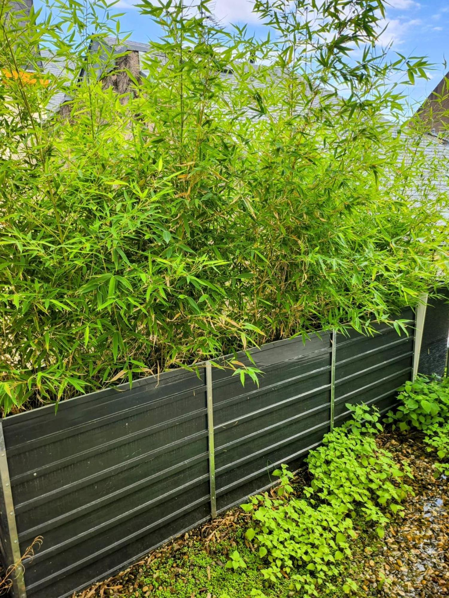 Appartement Attique Strasbourg Exteriör bild